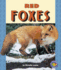 Red Foxes Format: Paperback