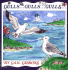 Gulls...Gulls...Gulls...