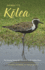 Hawai'I'S K�lea: the Amazing Transpacific Life of the Pacific Golden-Plover