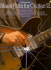 Blues Riffs for Guitar/2