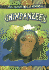 Chimpanzees (All About Wild Animals)