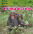 Chimpanzees