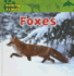 Foxes-All About Animals (All About Animals)