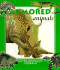 Armored Animals (Extraordinary Animals Series)