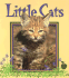 Little Cats