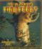 How Do Animals Find Food? (the Science of Living Things)