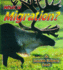 What is Migration? (the Science of Living Things)