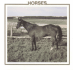 Horses (Farm Animal Discovery Library)