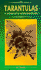 Tarantulas