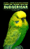 Taming and Training Your First Budgerigar