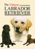 Ultimate Labrador Retriever