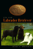 The New Labrador Retriever