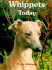 Whippets Today