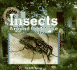 Insects Around the House (Creatures All Around Us)