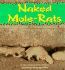 Naked Mole-Rats (Nature Watch)
