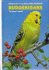 Budgerigars