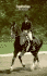 Equitation: Learning and Teaching