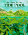 At Home in the Tide Pool