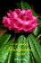 Larger Rhododendron Species