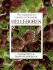 The Gardeners Guide to Growing Hellebores