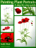 Painting Plant Portraits: a Step-By-Step Guide