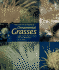 Color Encyclopedia of Ornamental Grasses: Sedges, Rushes, Restios, Cat-Tails, and Selected Bamboos