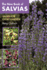 The New Book of Salvias: Sages for Every Garden