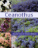 Ceanothus