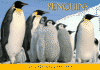 Penguins: 23 Postcards