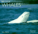 Beluga Whales (Worldlife Library Series)