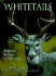 Whitetails (Wildlife)