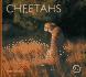 Cheetahs (Wll)