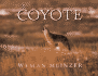 Coyote