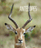Living Wild: Antelopes