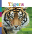 Tigers