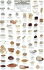 Mac's Field Guides: Northwest Coastal Invertebrates