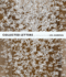 Collected Letters: an Installation By Liu Jianhua