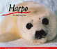 Harpo, the Baby Harp Seal