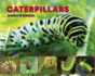 Caterpillars