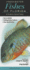 Freshwater Fishes of Florida: a Guide to Game Fishes