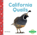 California Quails (State Birds)