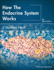 How the Endocrine System Works (the How It Works Series)