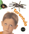Tarantula (Bug Books)