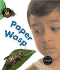 Paper Wasp (Bug Books)