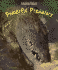 Powerful Predators