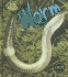 Worm (Bug Books)
