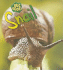 Snail (Bug Books)