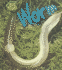 Worm (Bug Books)