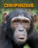 Chimpanzees (Living in the Wild. Primates)