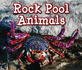 Rock Pool Animals (Animals in Their Habitats)